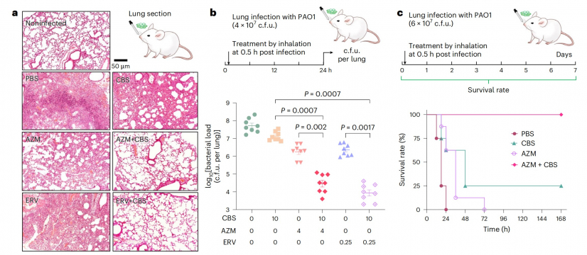 Figure 1. The combination of bismuth (Bi3+) and different types of antibiotics shows powerful synergistic antibacterial activity on Pseudomonas aeruginosa. Image adapted from the journal paper. 
 